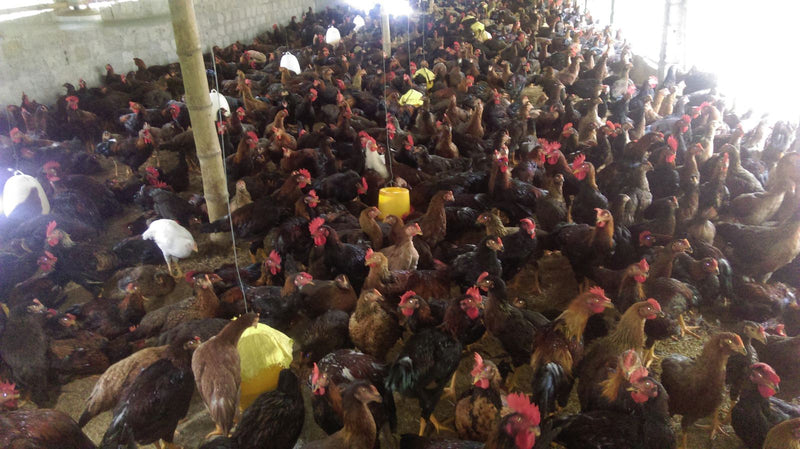 Nuôi gà ta thả vườn kiếm tiền tỷ